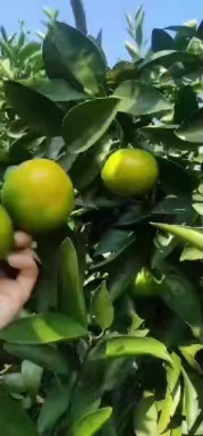 云南特早蜜桔