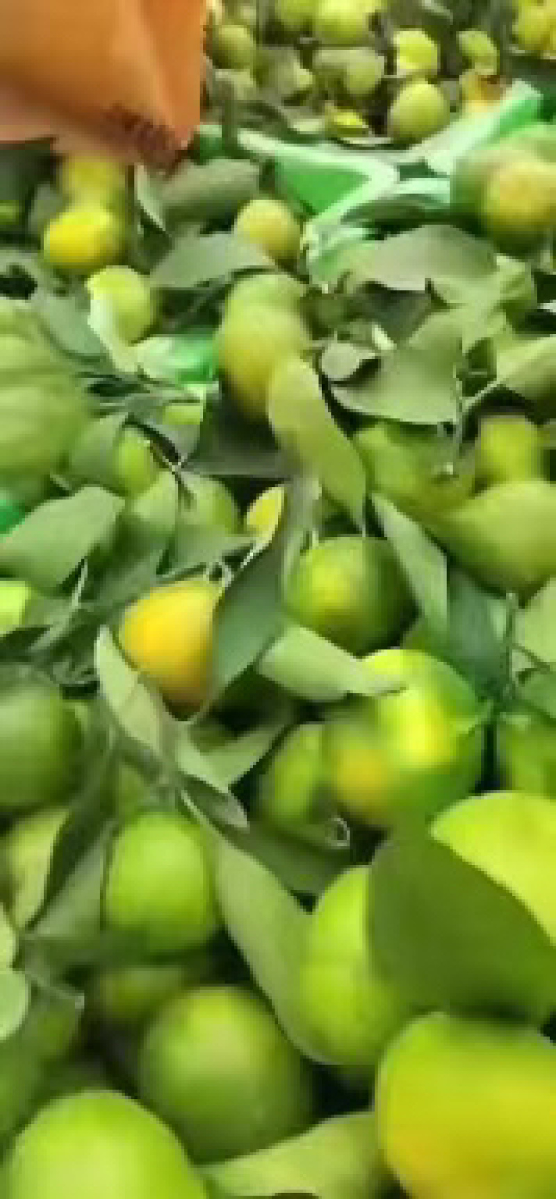 云南特早蜜桔