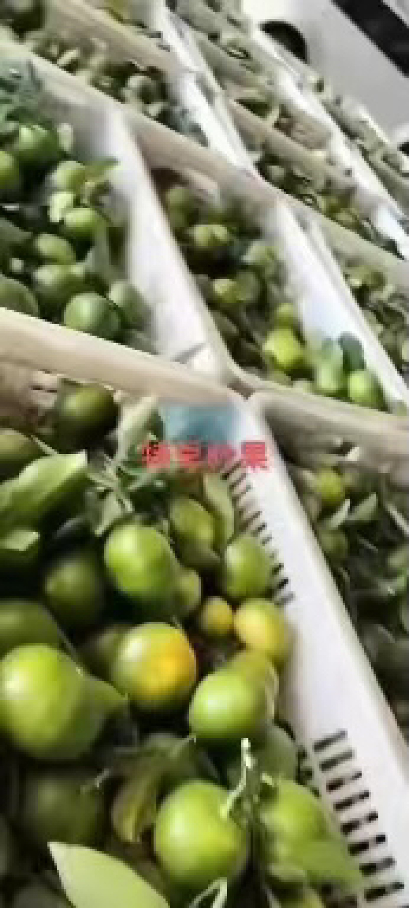 云南特早蜜桔