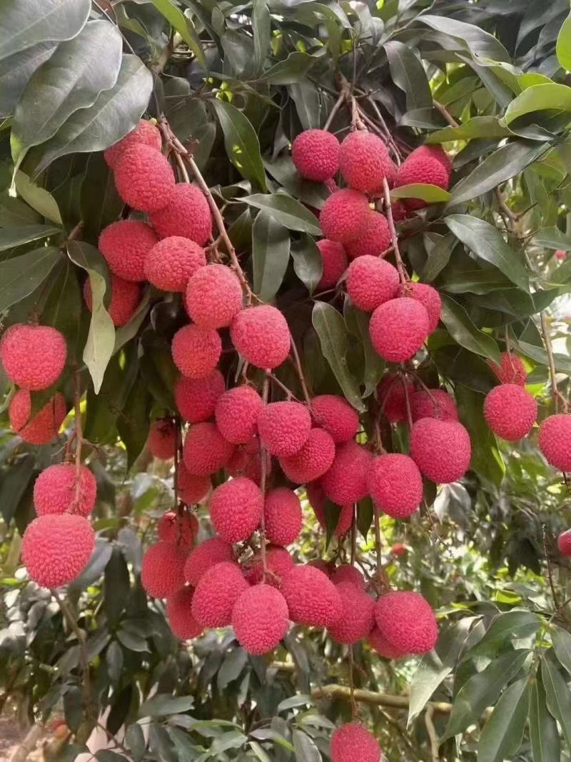 永春状元红荔枝