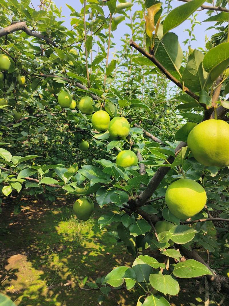 山东阳信鸭梨之乡早酥梨大批量市基地直供质优价廉