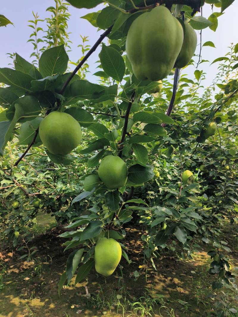 山东阳信鸭梨之乡早酥梨大批量市基地直供质优价廉