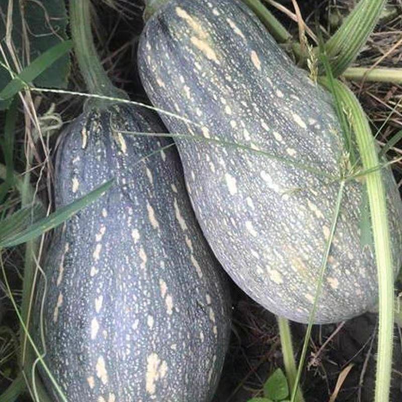 南瓜香芋南瓜产地现摘现发，一手货源保质保量欢迎