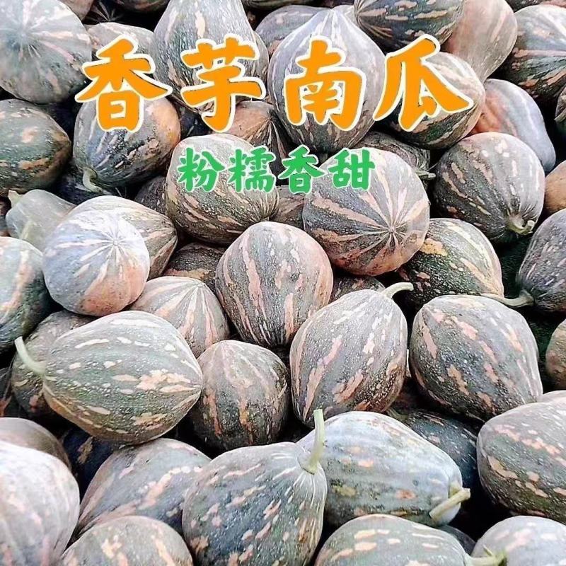 南瓜香芋南瓜产地现摘现发，一手货源保质保量欢迎