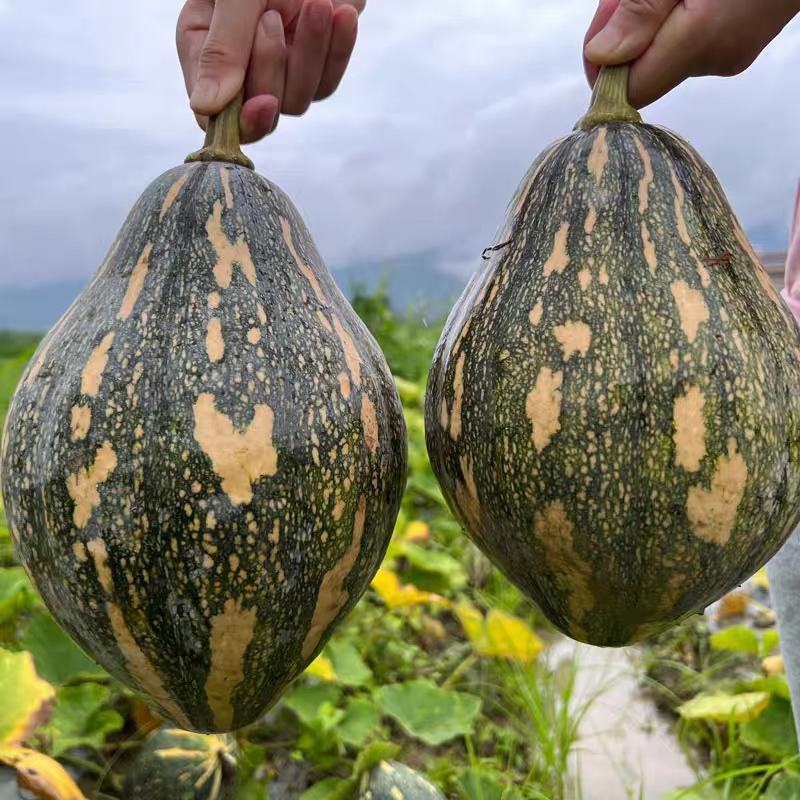 南瓜香芋南瓜产地现摘现发，一手货源保质保量欢迎