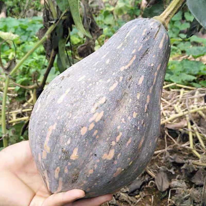 南瓜香芋南瓜产地现摘现发，一手货源保质保量欢迎