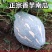南瓜香芋南瓜产地现摘现发，一手货源保质保量欢迎