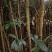 桂花苗，绿化苗木，量大从优，品质有保障，欢迎各地老板来电咨询