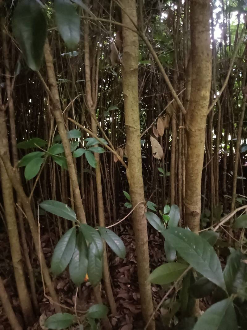 桂花苗，绿化苗木，量大从优，品质有保障，欢迎各地老板来电咨询