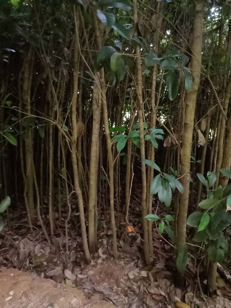 桂花苗，绿化苗木，量大从优，品质有保障，欢迎各地老板来电咨询