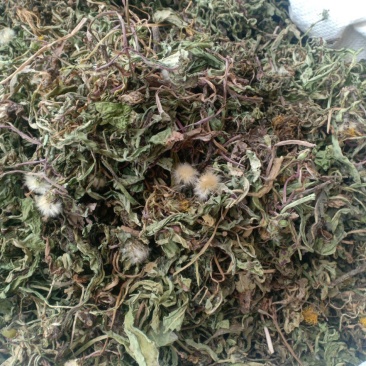 蒲公英，新货，带根产地直销实拍现货，舜陇中药材批发商行