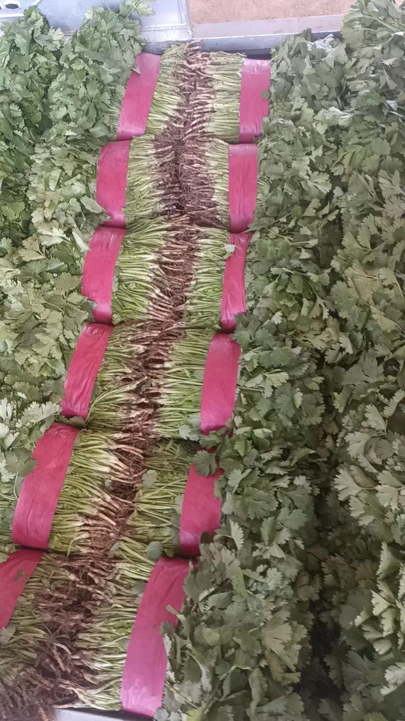 【大叶香菜】河南平顶山产地直发大量供应可视频看货对接全国