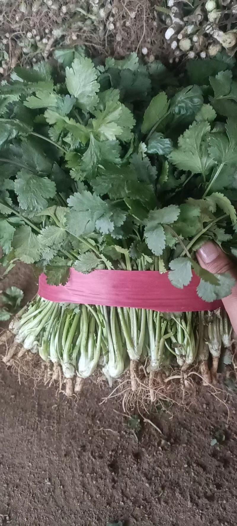 【大叶香菜】河南平顶山产地直发大量供应可视频看货对接全国