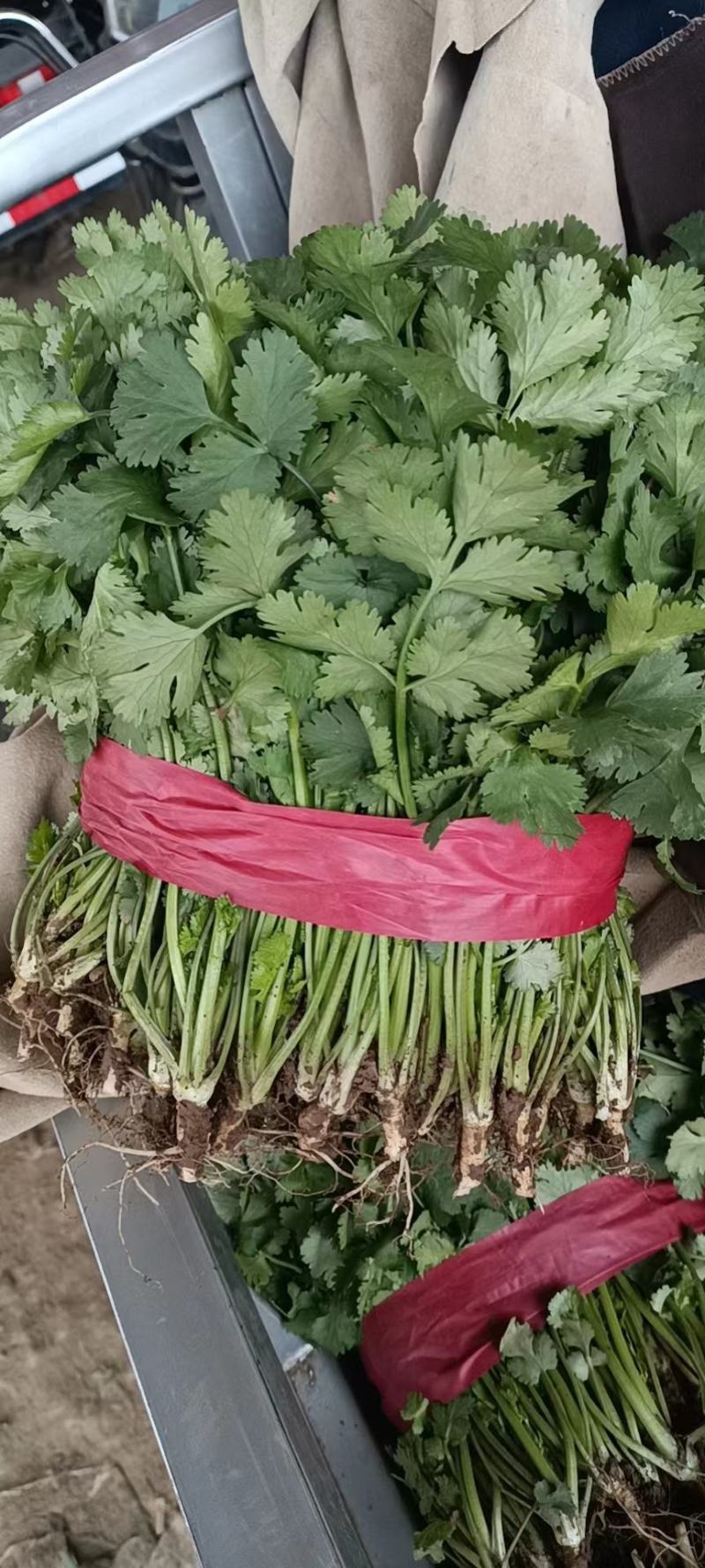 【大叶香菜】河南平顶山产地直发大量供应可视频看货对接全国