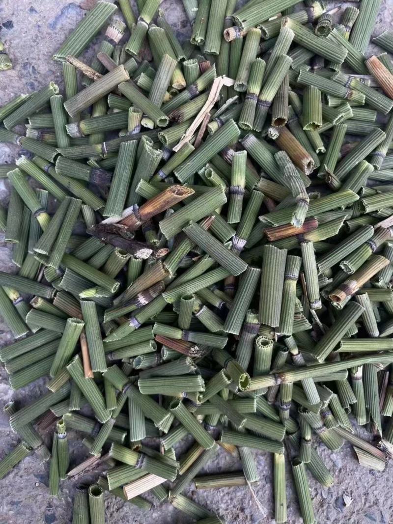 木贼节节草节骨草