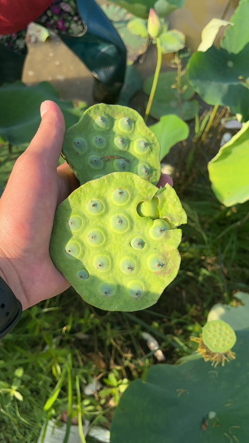 价格是增加曝光率，品质才是合作的基石。莲子全品类都有货