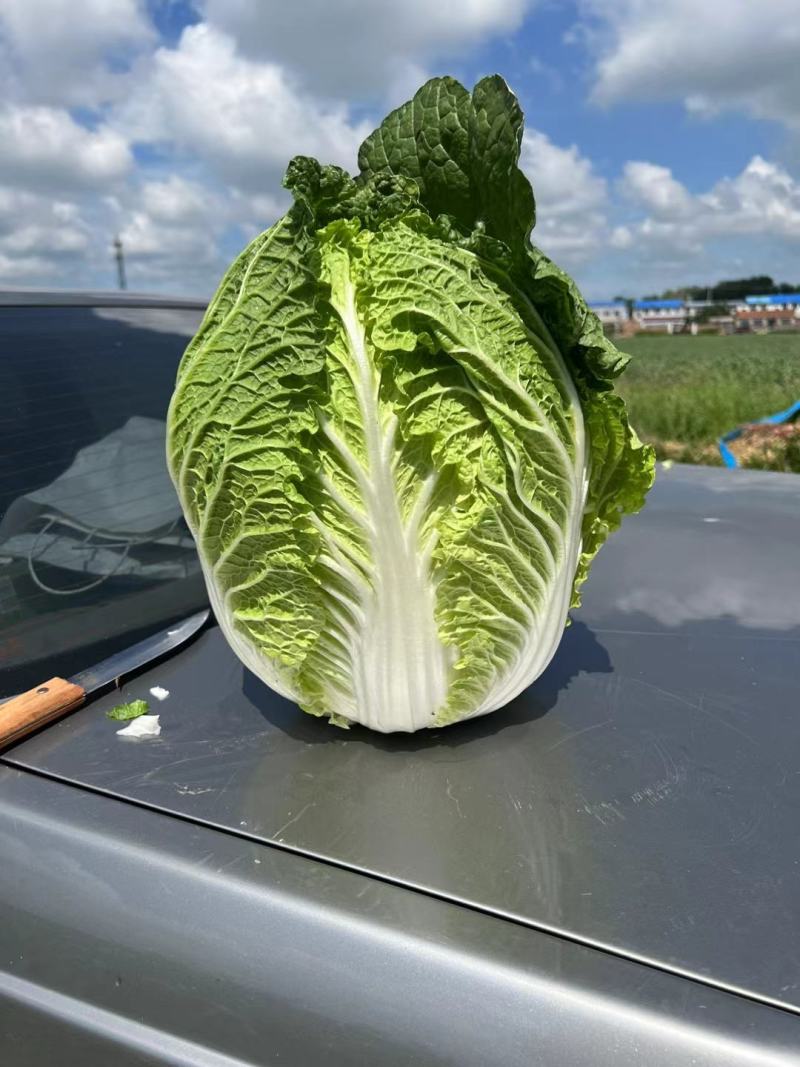 吉林黄心菜，可走市场，可酸菜厂，无虫道全国批发量大从优