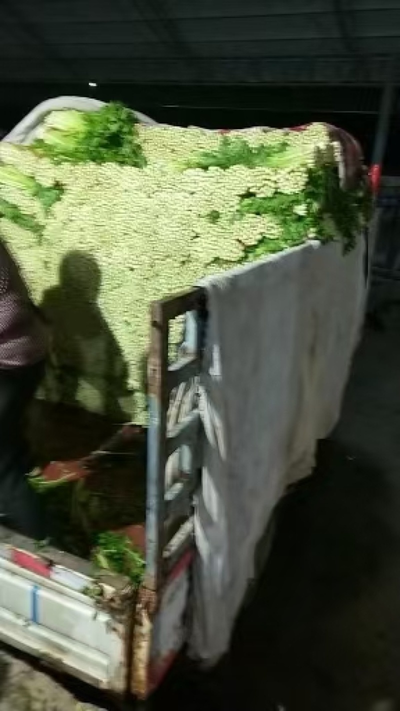 甘肃定西毛芹55--65公分，