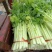 甘肃定西毛芹55--65公分，