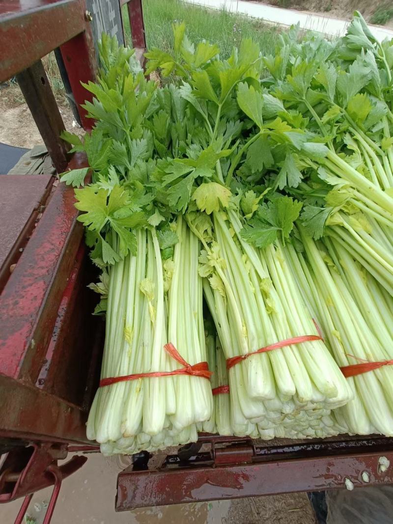 甘肃定西毛芹55--65公分，
