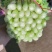 甘肃定西毛芹55--65公分，
