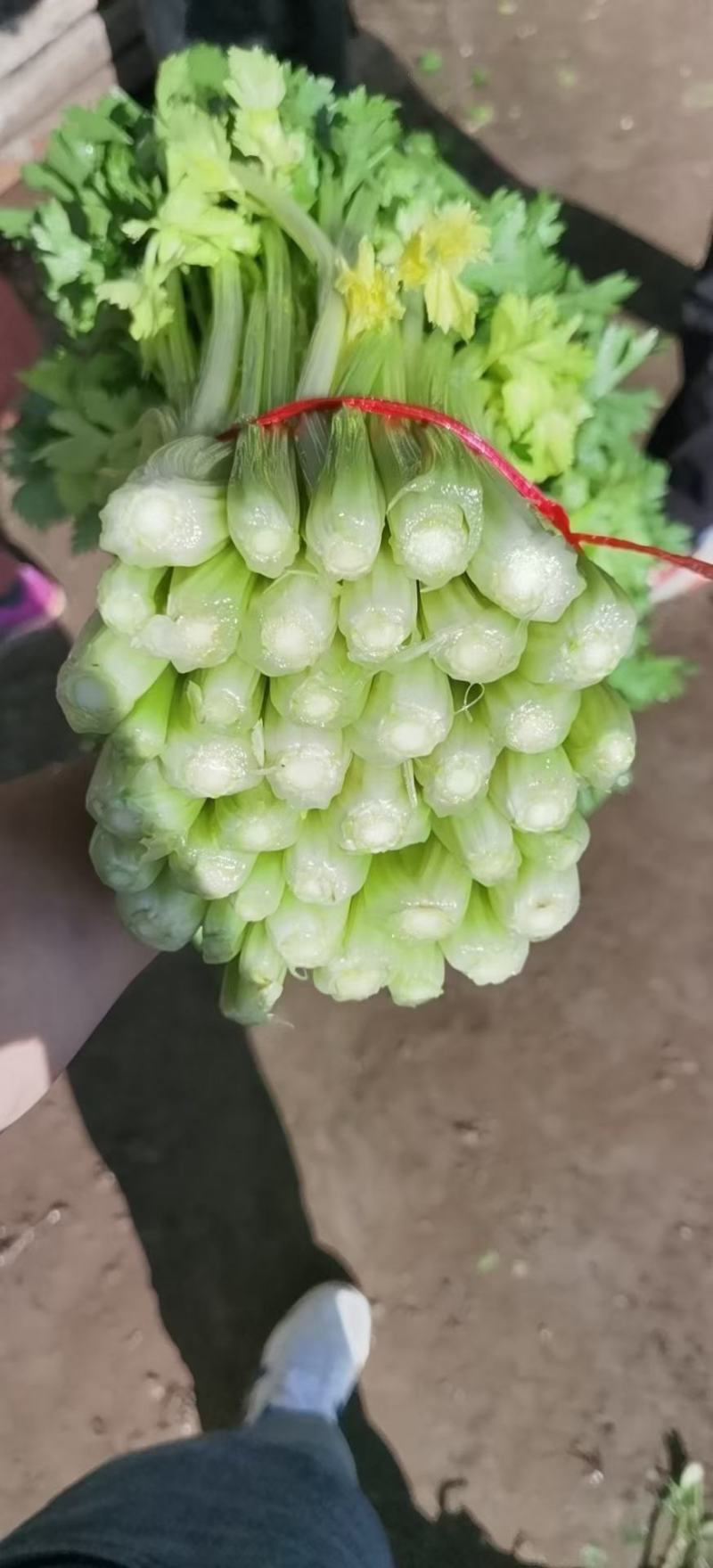 甘肃定西毛芹55--65公分，
