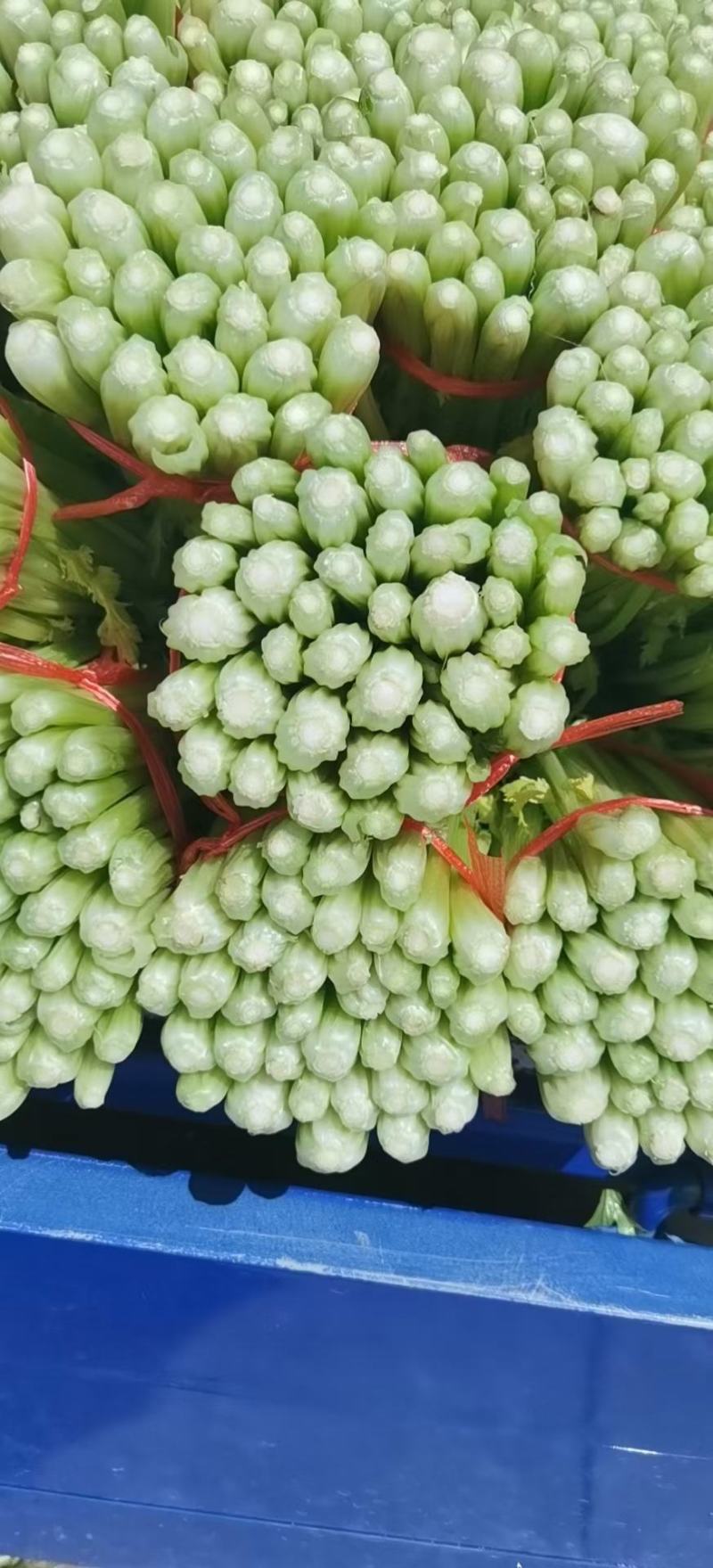 甘肃定西毛芹55--65公分，