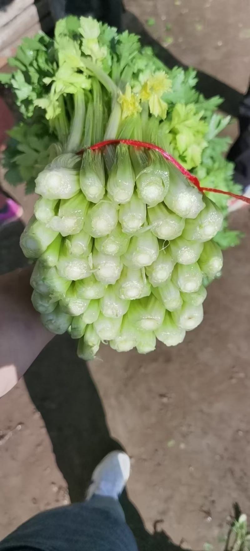 甘肃定西毛芹55--65公分，