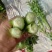 甘肃定西毛芹55--65公分，