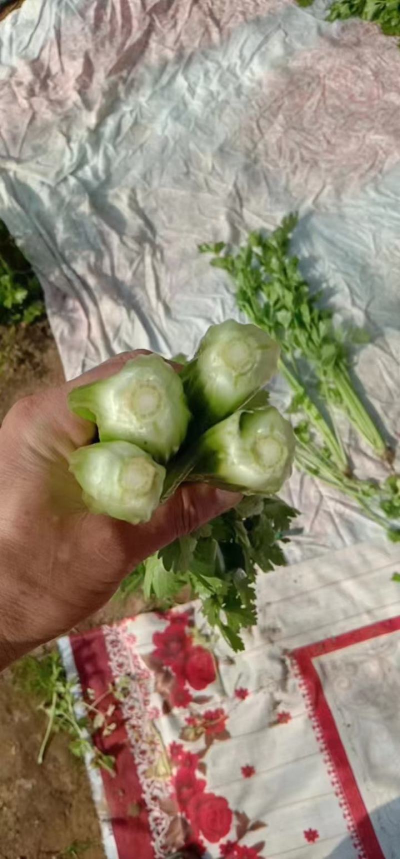 甘肃定西毛芹55--65公分，