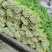 甘肃定西毛芹55--65公分，