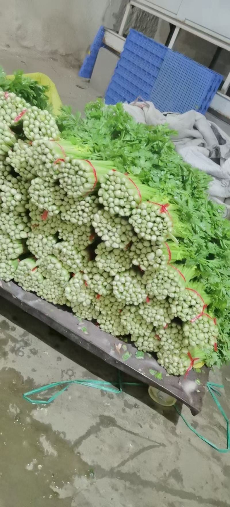 甘肃定西毛芹55--65公分，
