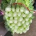 甘肃定西毛芹55--65公分，
