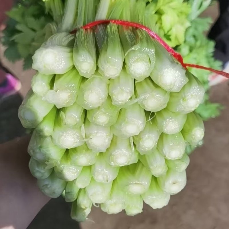 甘肃定西毛芹55--65公分，