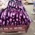 河南茄子精品茄子广茄，紫长茄量大质优支持视频看货代发全国