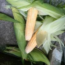 湖南农家自种水果玉米