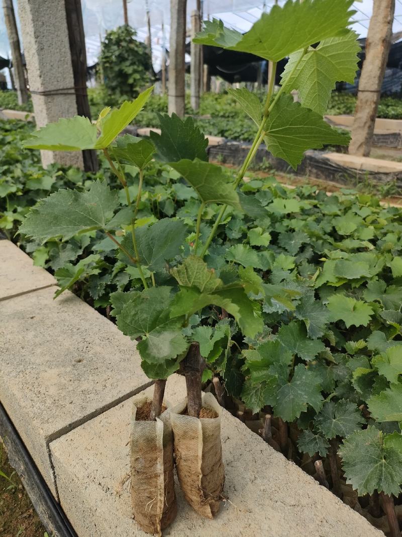 巨丰营养杯苗，三叶一心发货，南北方均可种植。