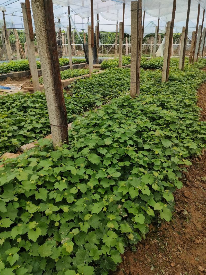 巨丰营养杯苗，三叶一心发货，南北方均可种植。