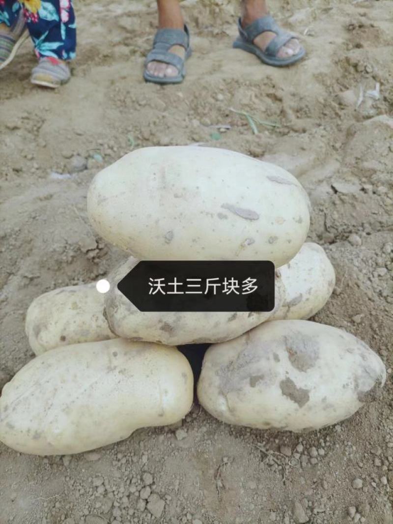 新沃土荷兰希森全国代发质量保证自己的专业团队为你护航