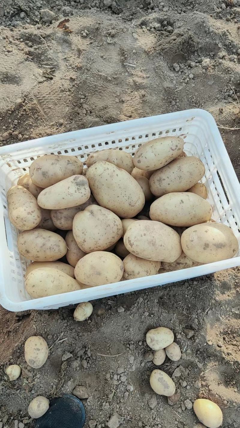新沃土荷兰希森全国代发质量保证自己的专业团队为你护航