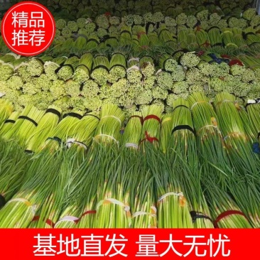 【商丘睢阳李口】【红帽蒜薹】【基地直达量大无忧】【耐运输