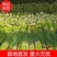 【商丘睢阳李口】【红帽蒜薹】【基地直达量大无忧】【耐运输