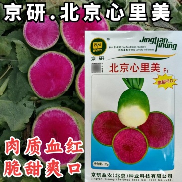北京心里美萝卜种子满堂红绿皮红肉红心甜脆秋季水果萝卜种子