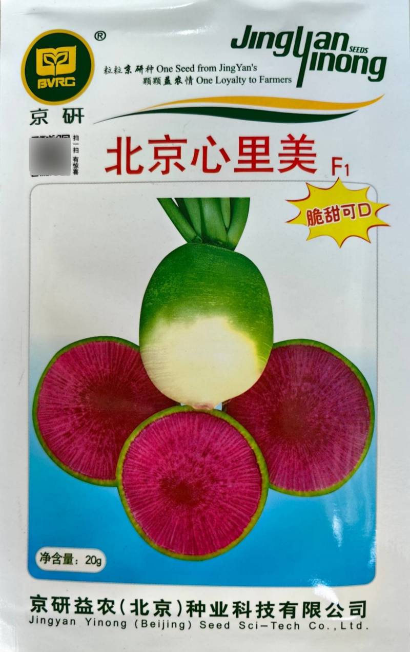 北京心里美萝卜种子满堂红绿皮红肉红心甜脆秋季水果萝卜种子