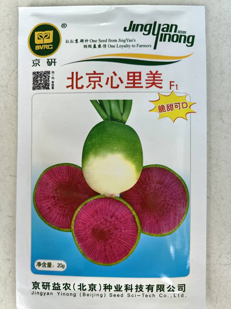 北京心里美萝卜种子满堂红绿皮红肉红心甜脆秋季水果萝卜种子
