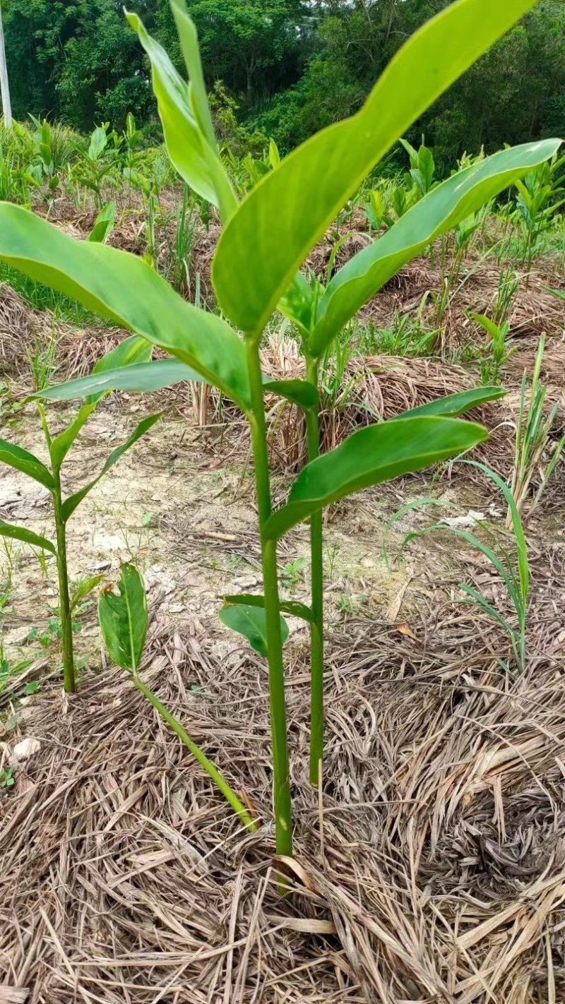 广西香茅粉品质保证诚信经营欢迎联系接商超市场电商