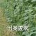 出类拔萃耐热长豆角种子，翠绿条，肉厚耐老化，无筋无纤维