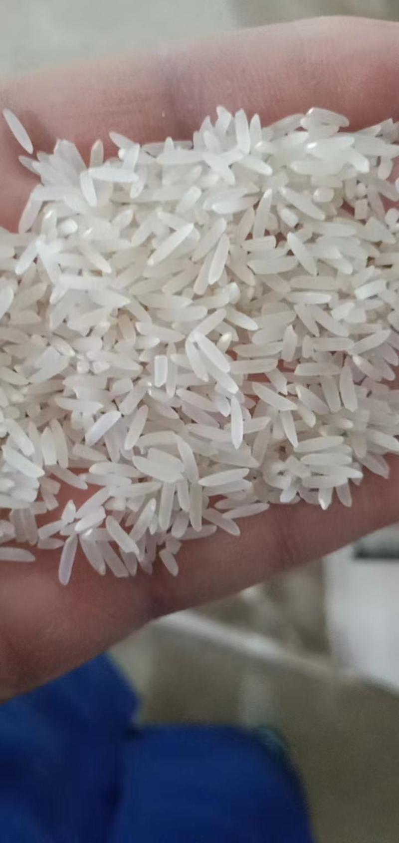 象牙香米货源充足产地直供可对接连锁商超欢迎订购