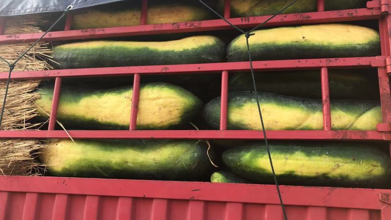 精品冬瓜基地直发一手货源量大从优欢迎采购下单