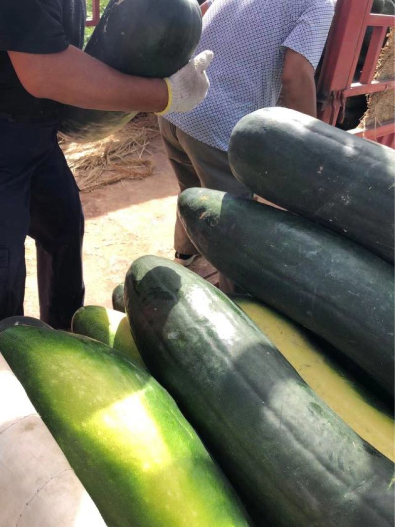千亩冬瓜基地直发一手货源量大从优欢迎采购下单